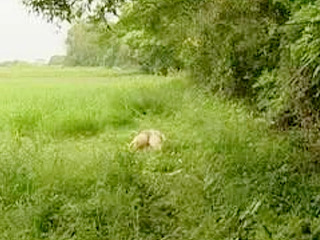 Sexual Assault in Public - Nippon Fuck Fantasy